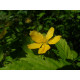 Kerria (Kerria Japonica)